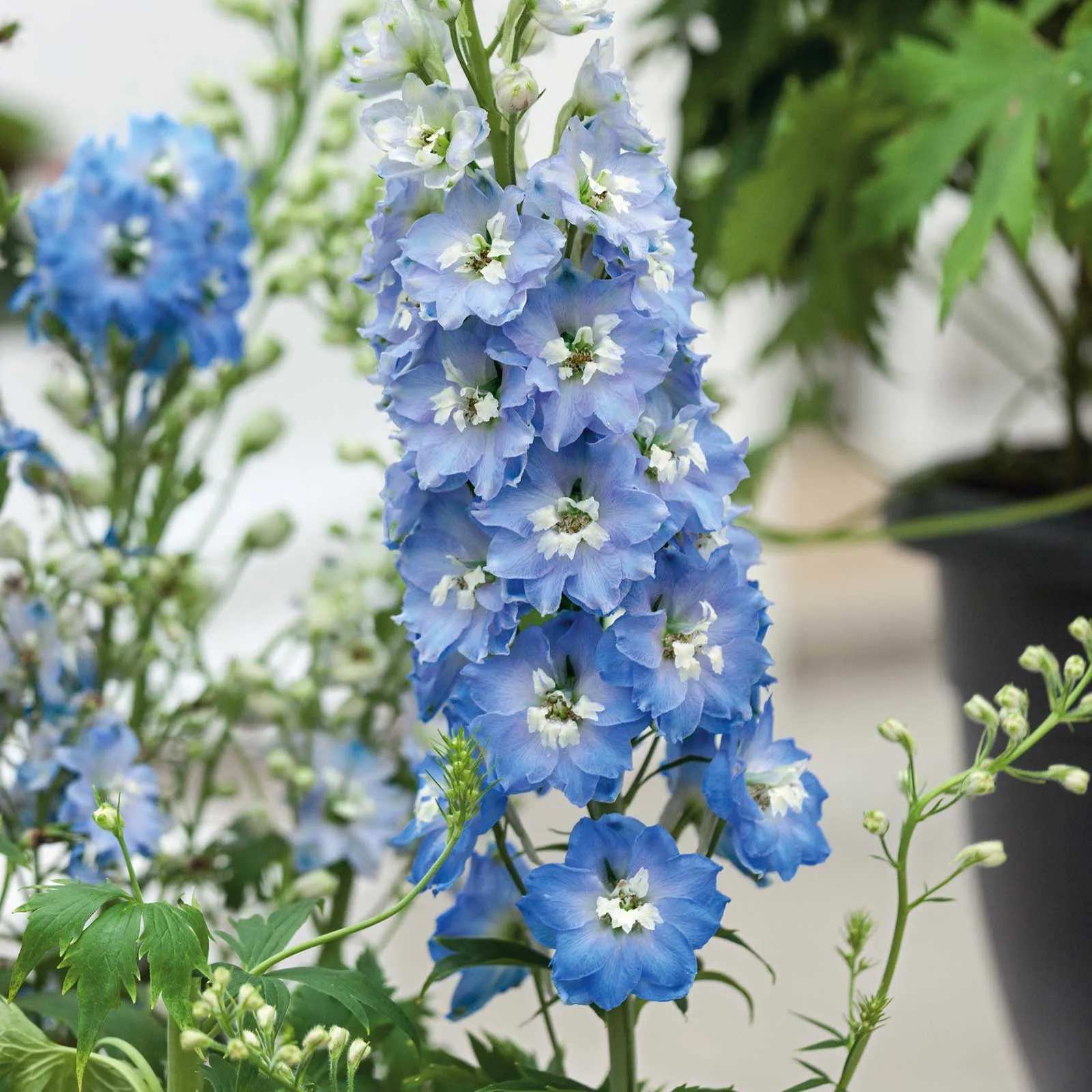 Delphinium Seeds - Light Blue White Bee